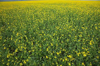 《如龙8外传》试玩Demo上线 存档不可继承